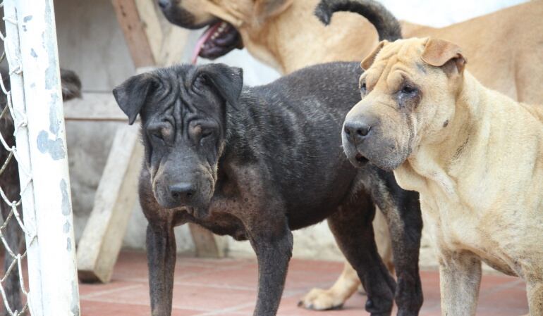 El proyecto deberá surtir un proceso de conciliación con lo aprobado en la Cámara de Representantes y pasará a sanción presidencial.