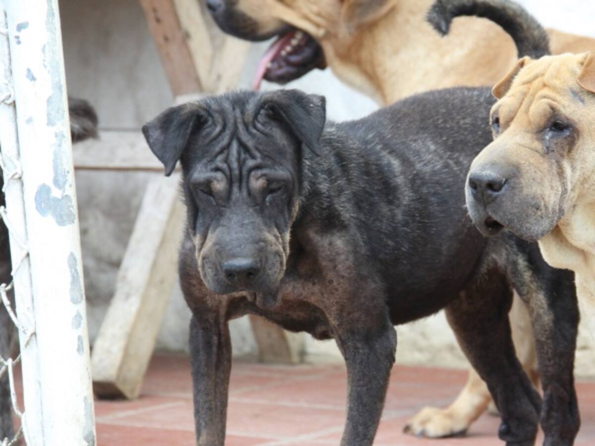 Congreso aprobó ley contra maltratadores de animales
