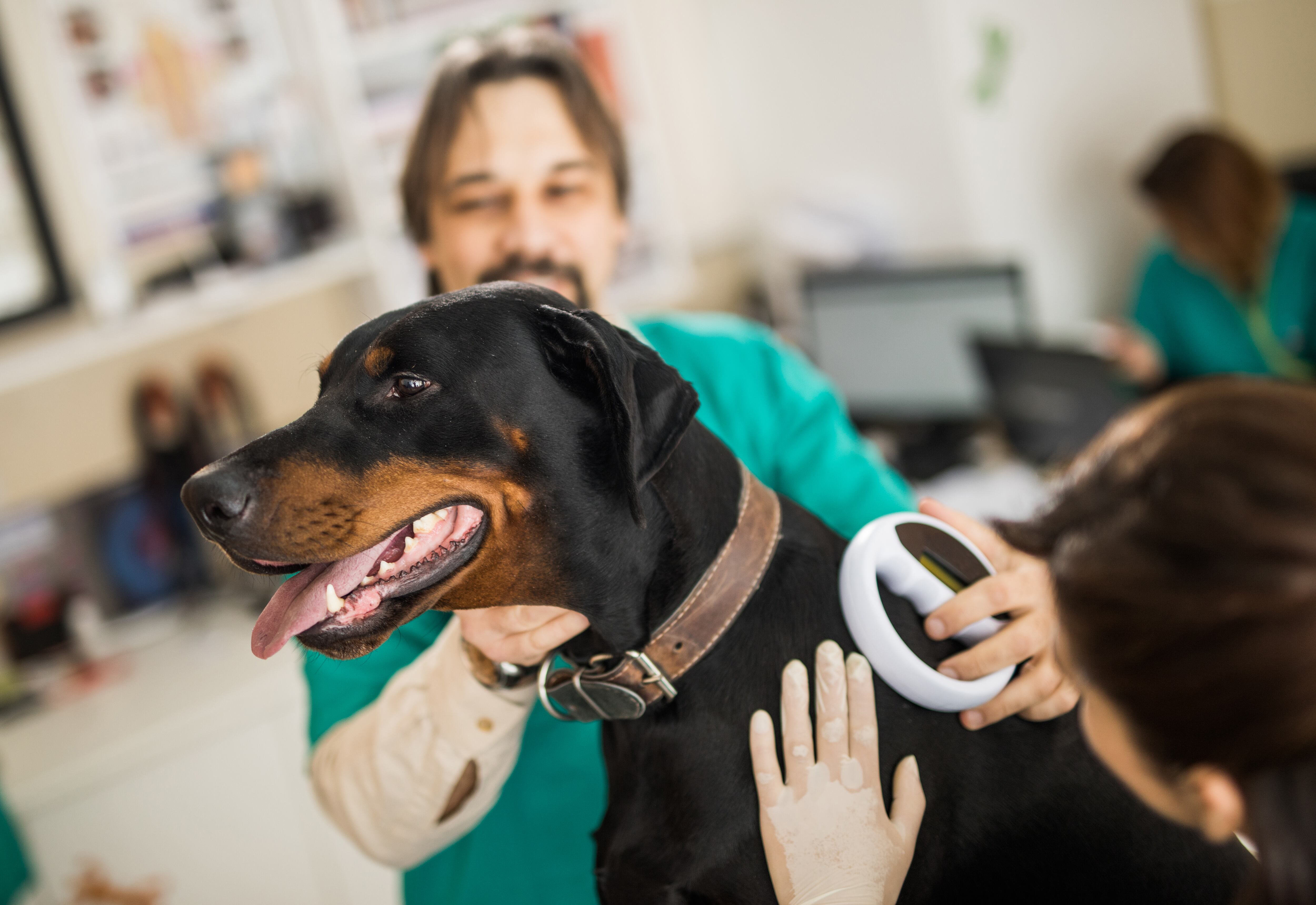 Veterinarians cooperating while scanning a dog's chip at vet's office. Focus is on dog.