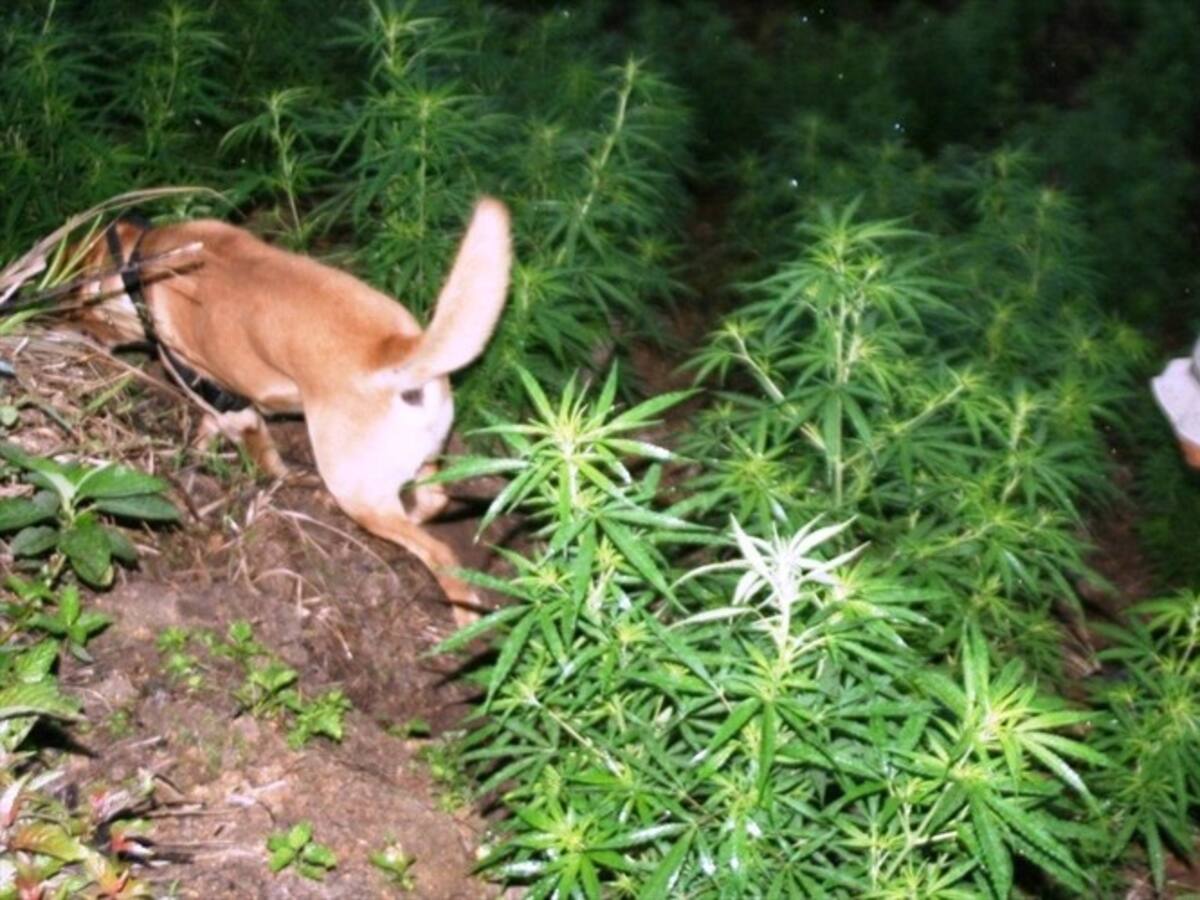 Indígenas rechazan proyecto de marihuana medicinal en el norte del Cauca