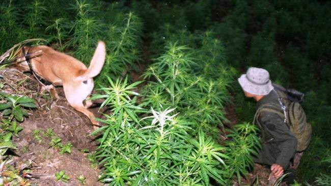 Cultivo de marihuana. Foto: Colprensa