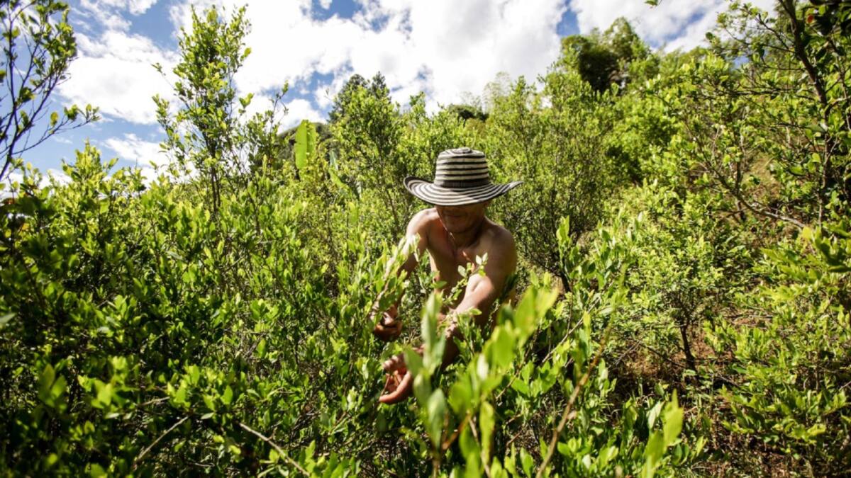 Mal estado de vías obliga a los campesinos a cultivar coca