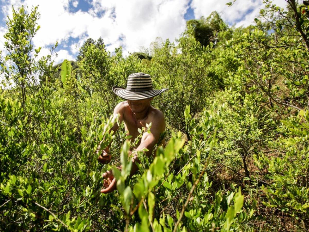 Mal estado de vías obliga a los campesinos a cultivar coca