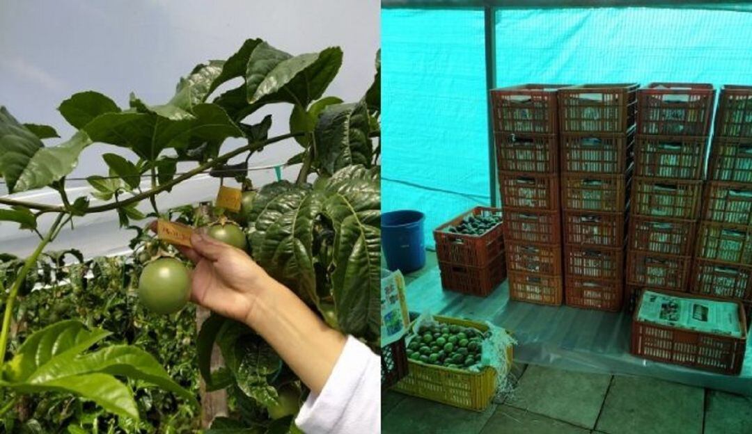 Frutas de exportación