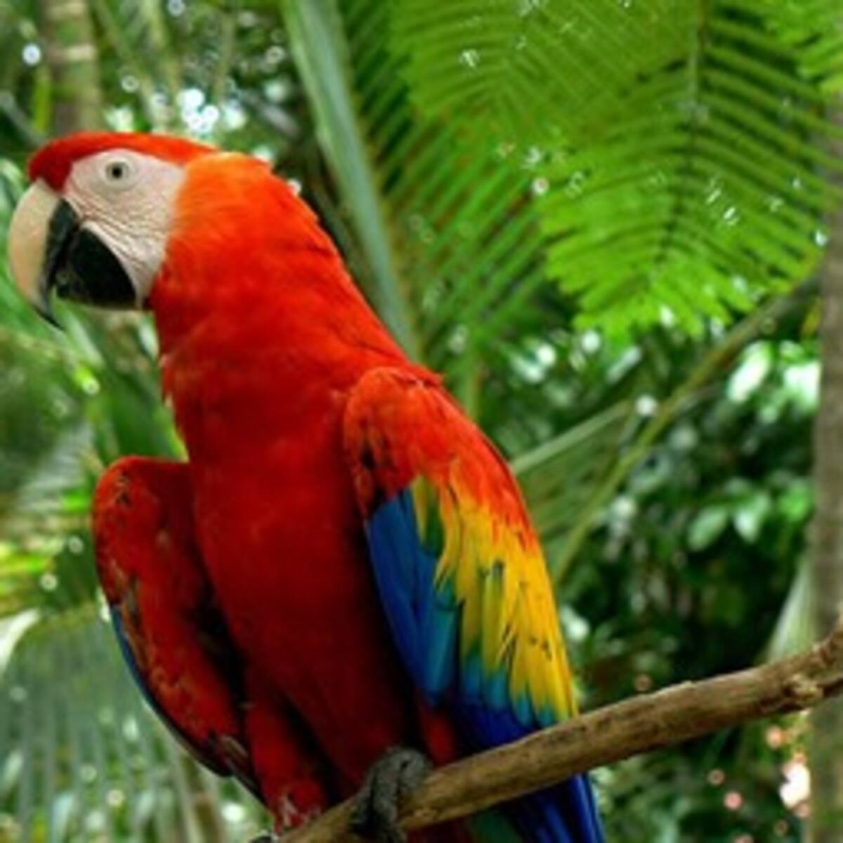 Cacería de aves frena regeneración de bosques tropicales