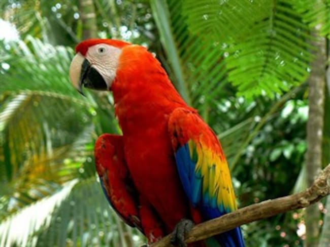 Cacería de aves frena regeneración de bosques tropicales