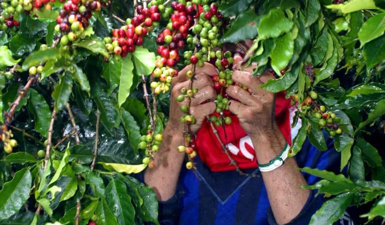 Recolección de café