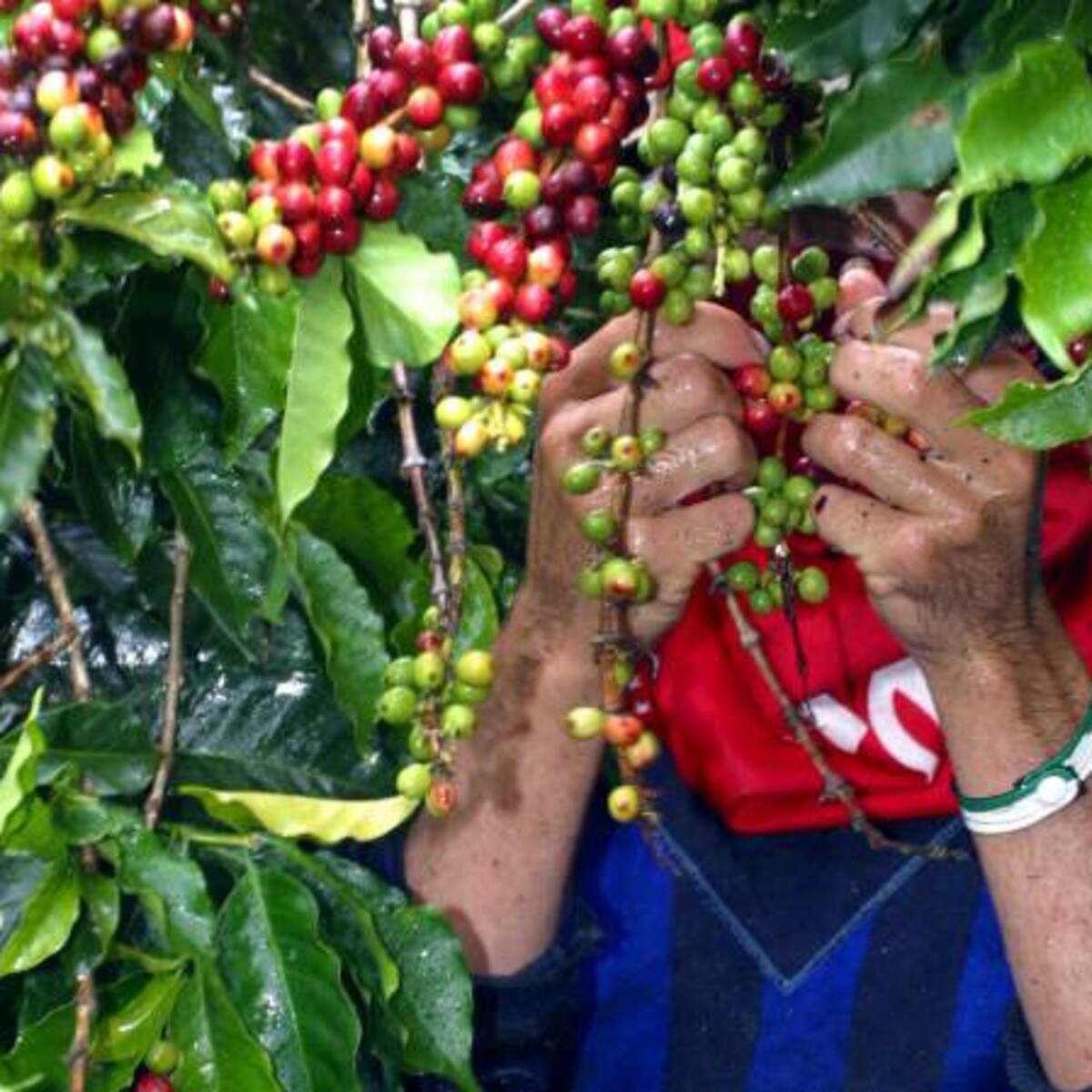 Sectores cafeteros rechazan importaciones del grano