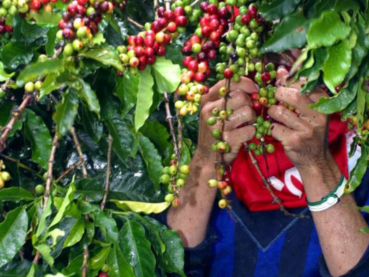 Sectores cafeteros rechazan importaciones del grano