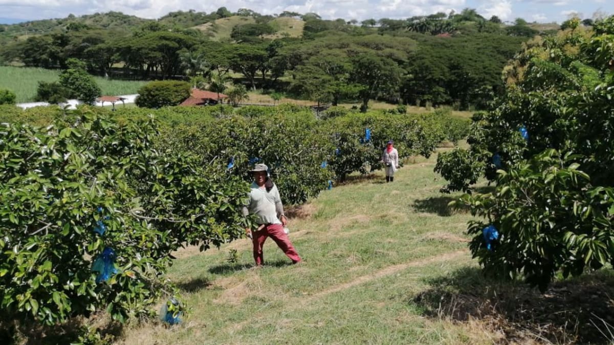 Guanábanas colombianas, muy nutritivas y apetecidas en el exterior