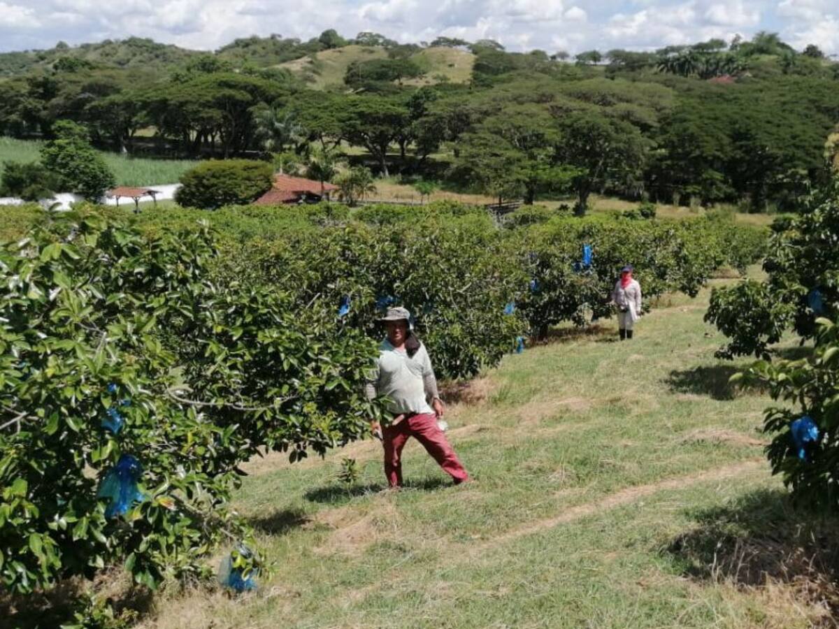 Guanábanas colombianas, muy nutritivas y apetecidas en el exterior