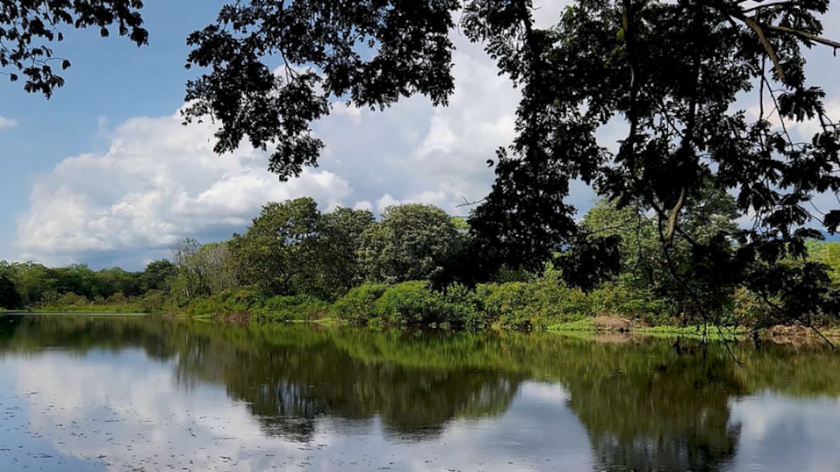 La Laguna de Sonso es el último gran humedal del Valle del Cauca, ¿por qué es tan importante?