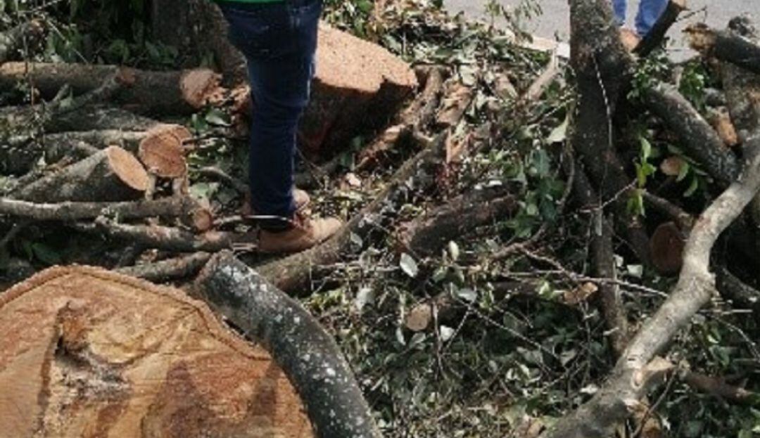 De un total de 166 individuos forestales que conformaron el inventario, la Corporación autorizó el aprovechamiento de 46.