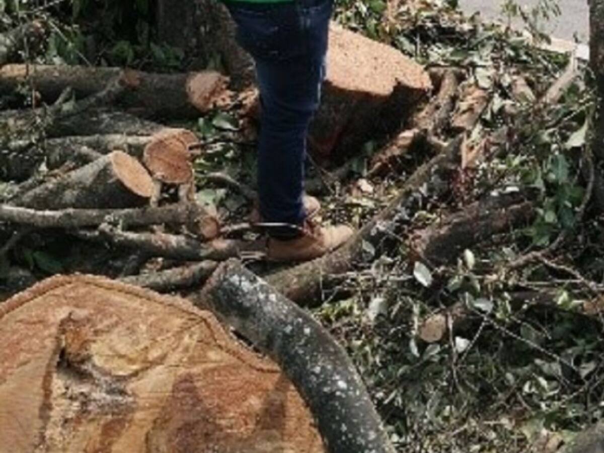 CAM suspende corte de árboles para obras del SETP en Neiva
