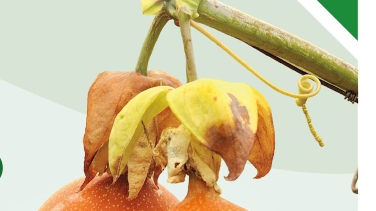 Huila fortalece el renacer de las pasifloras con evento internacional del sector