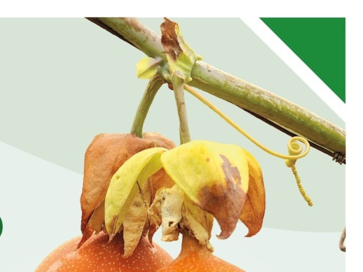 Huila fortalece el renacer de las pasifloras con evento internacional del sector