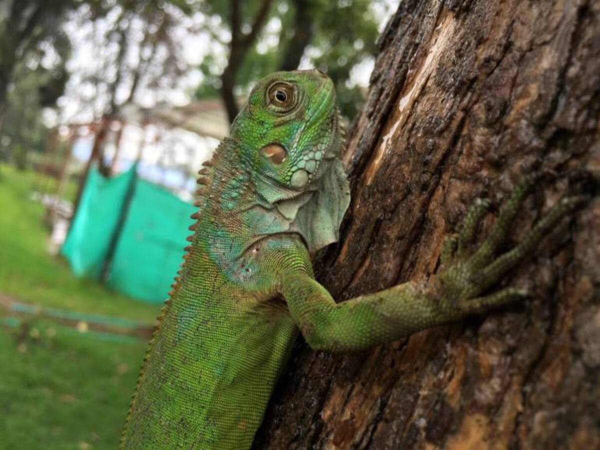 122 animales silvestres serán devueltos a sus hábitats naturales