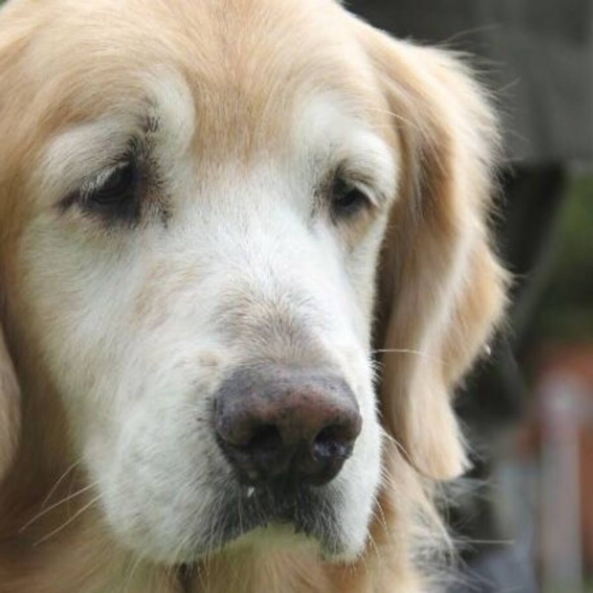 Protestan por envenenamiento masivo de perros en Villa de Leyva, Boyacá