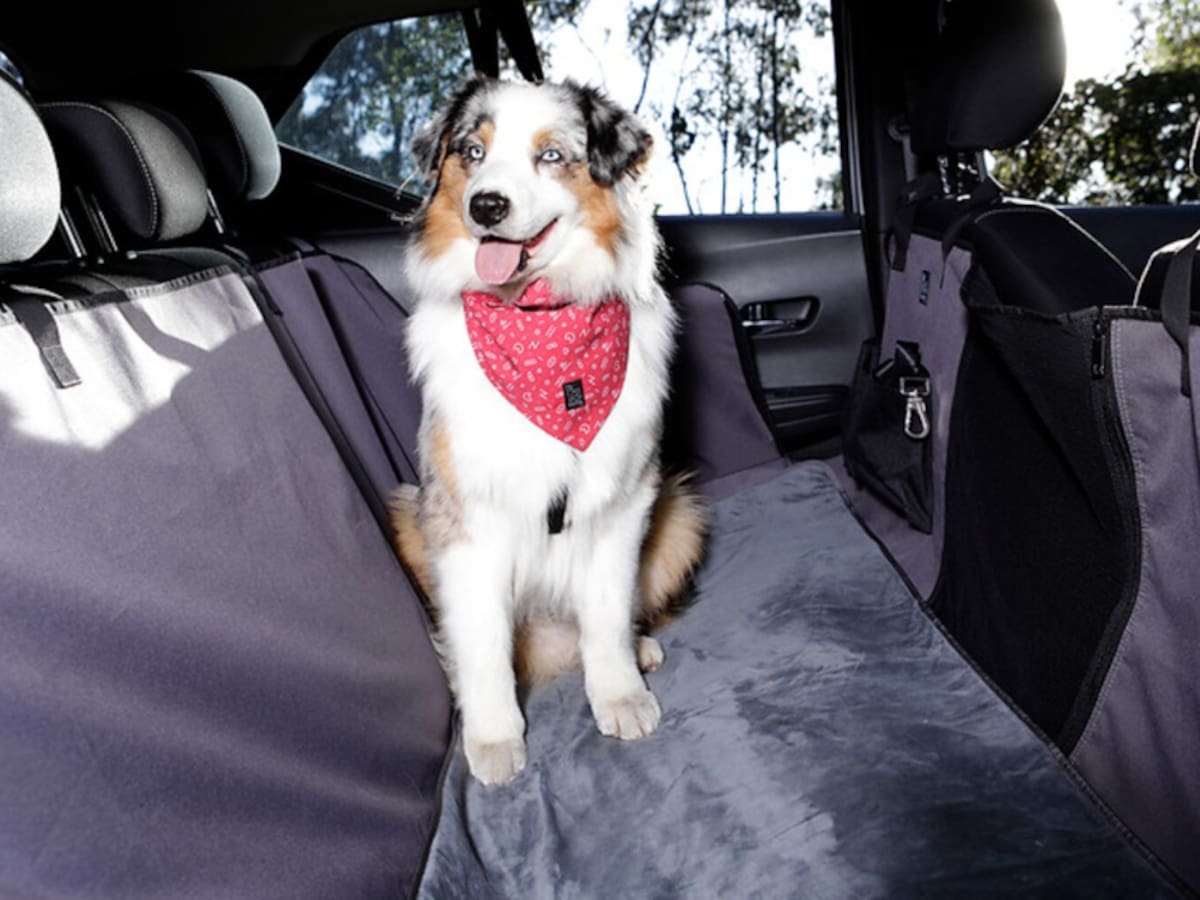 Las mascotas podrían viajar en cabinas y no en bodegas de aviones