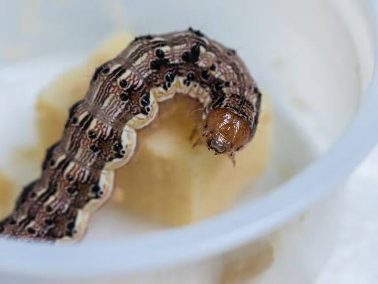 Crédito: cortesía Agrosavia.