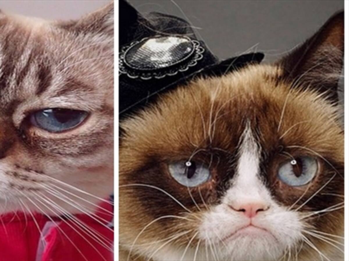 Le sale competencia a Grumpy Cat, el gato de los memes
