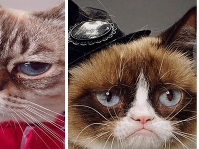 Le sale competencia a Grumpy Cat, el gato de los memes