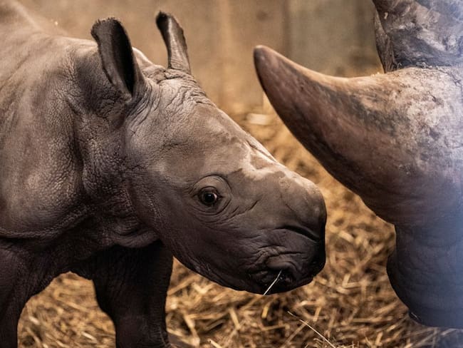 Buenas noticias ¡Nació un rinoceronte blanco en Dinamarca!