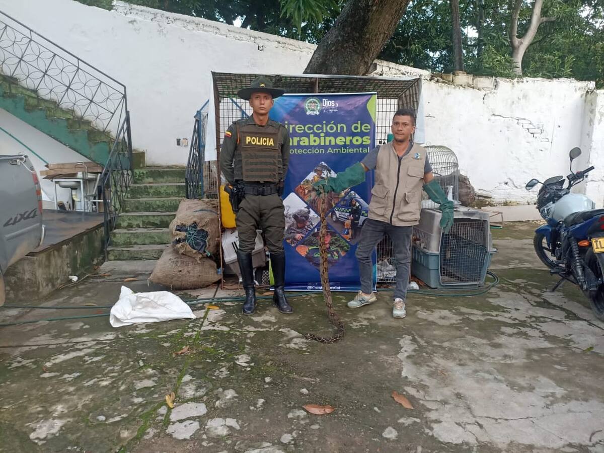 Policía recuperó boa constrictor en Magangué