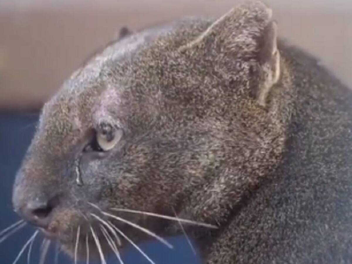 Rescatan puma que se metió a una casa campestre en La Tebaida, Quindío