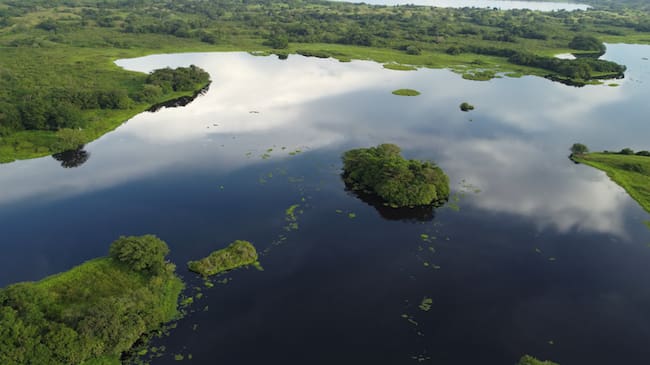 Aparte de ser sustento de comunidades que dependen de la pesca artesanal en el nororiente antioqueño, ciénagas, pantanos, lagunas y bosques inundables funcionan como esponjas naturales. Foto: Corantioquia.