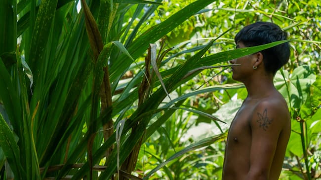 El potencial de producción de clorhidrato de cocaína en el arco noroccidental amazónico podría alcanzar hasta 105 toneladas anuales, dependiendo del área, temporalidad y condiciones demercado. Este volumen tendría un valor aproximado de 115 millones de dólares en Perú, 157 millones en Colombia y 421 millones en Brasil. | Foto: Getty Images