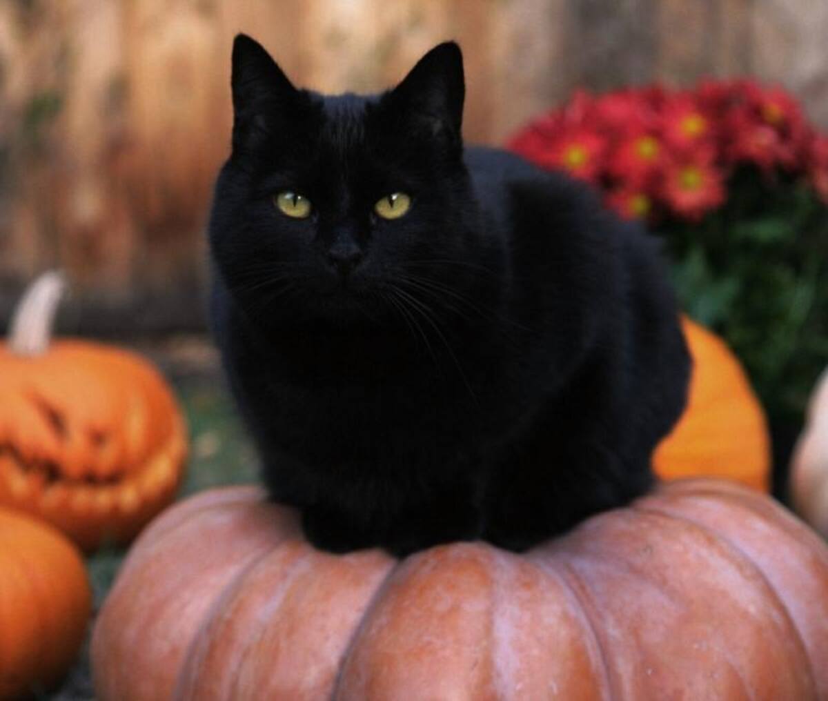 Dicen que ver gatos negros el 31 de octubre puede ser lo último que te pase en la vida. Según leyendas que se han trasmitido de voz a voz, las brujas pueden convertirse en gatos y cuando alguien se daba cuenta que era una bruja, la mala suerte le caía sin remedio sobre su cabeza.
