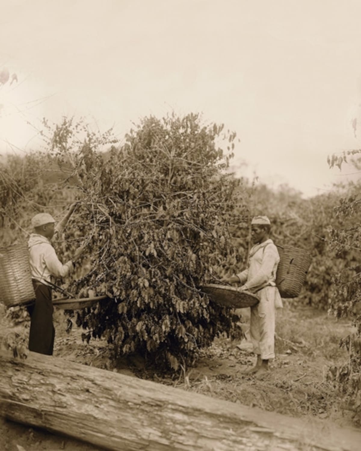 Foto de la hacienda de Quititi, en Río de Janeiro, 1865. Se observa un niño blanco, bien vestido y con un juguete, junto a varios niños negros en harapos en el piso. Este miércoles se conmemora en Río y otros estados brasileños el Día de la Conciencia Negra. (Foto: Georges Leuzinger/Colección Gilberto Ferrez/Acervo Instituto Moreira Salles).