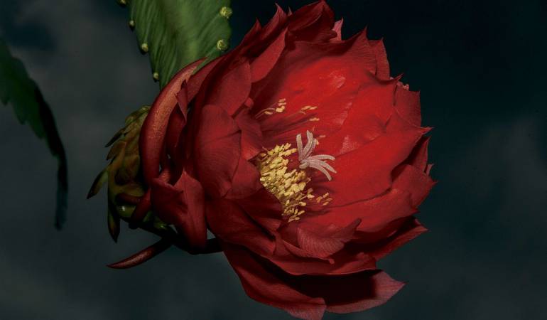 El fotógrafo de las flores Colombianas