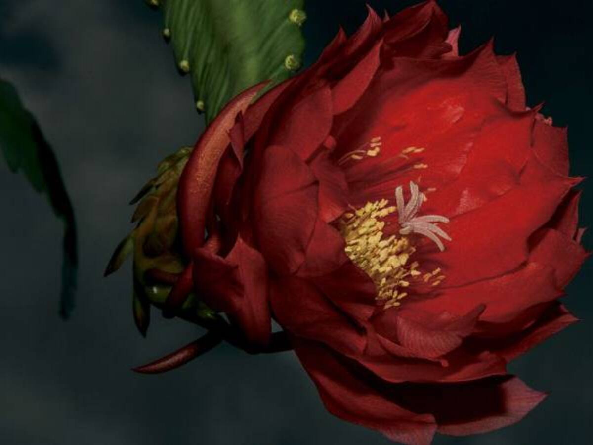 “Fotógrafo colombiano” amante de nuestras flores