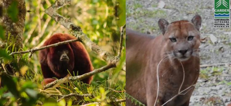 Imágenes de referencia - Carder.