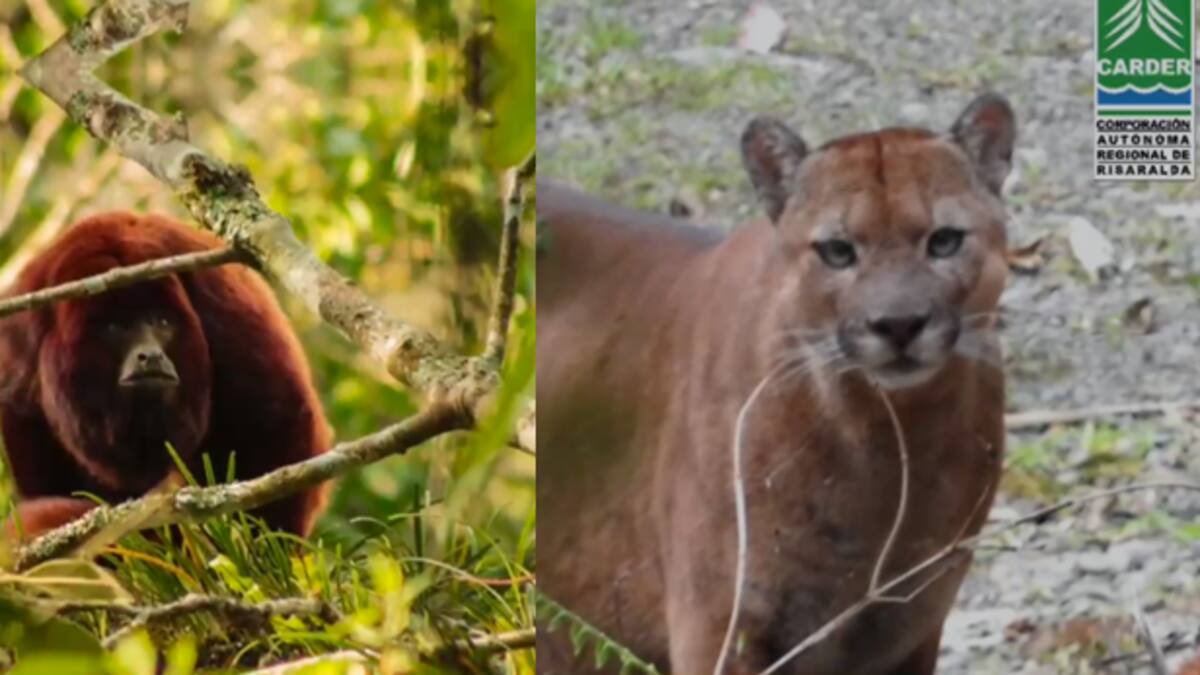 Parte de tranquilidad ante el avistamiento de un puma y un momo aullador en Pereira