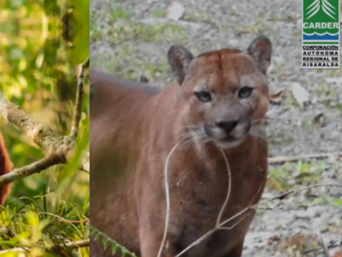Parte de tranquilidad ante el avistamiento de un puma y un momo aullador en Pereira