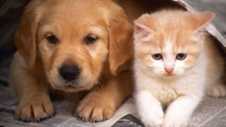 Campaña virtual para salvar perros y gatos de los refugios