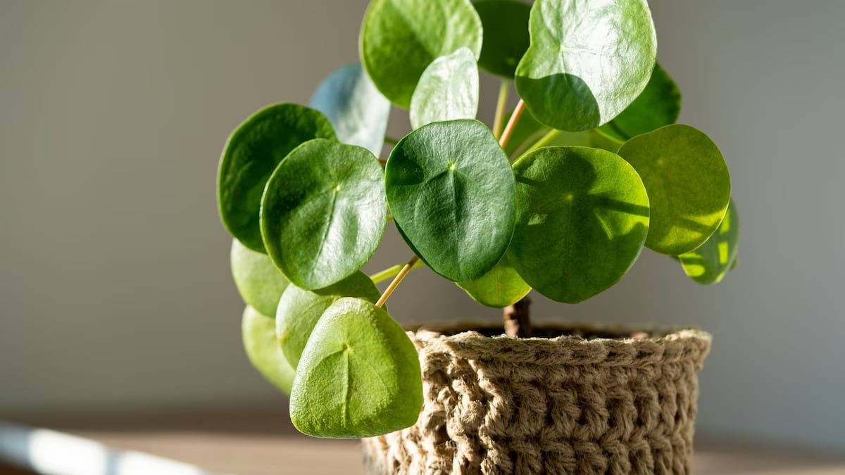 3 lugares recomendados para poner planta billete en la casa y atraer abundancia, según el Feng Shui