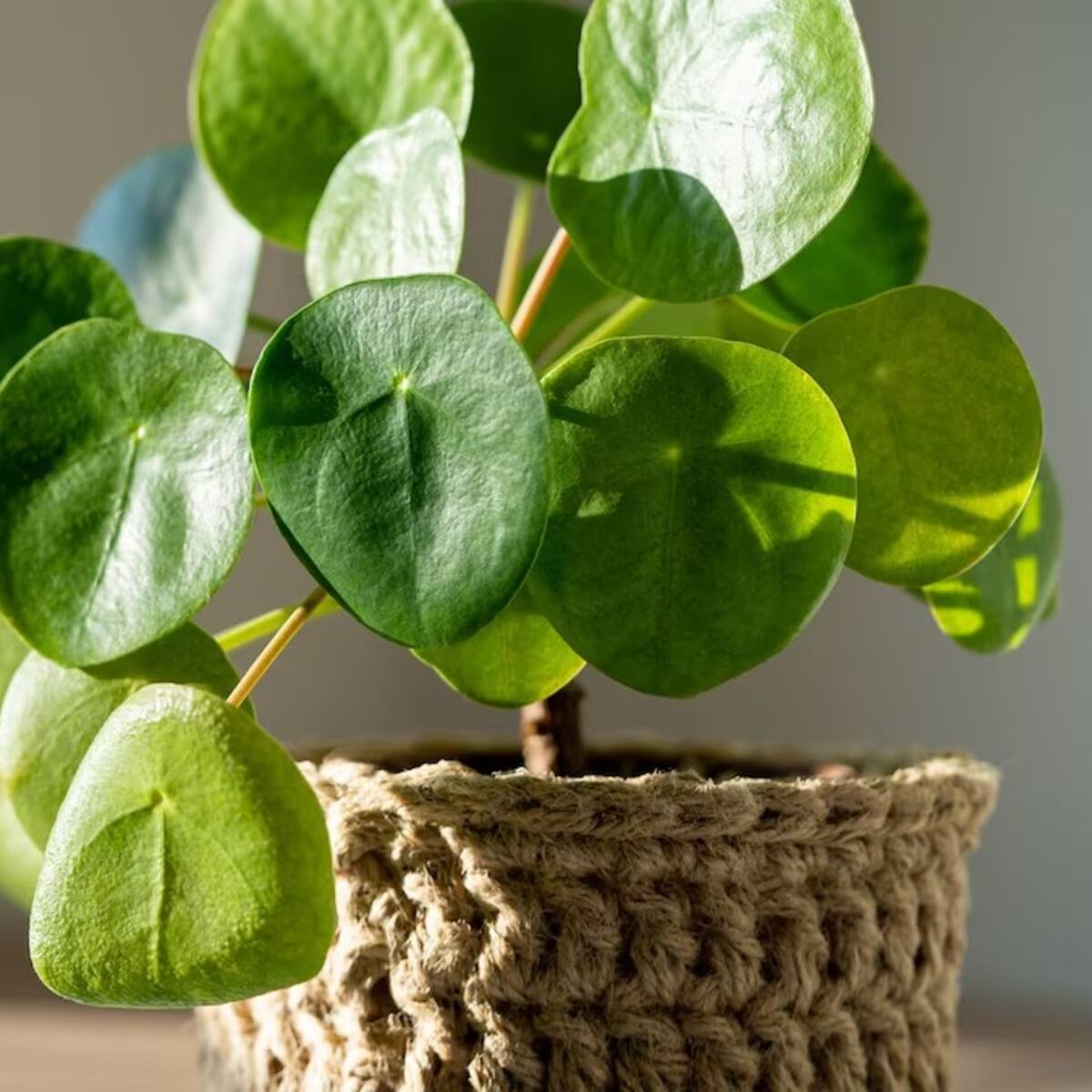 3 lugares recomendados para poner la planta billete en casa y atraer abundancia, según el Feng Shui