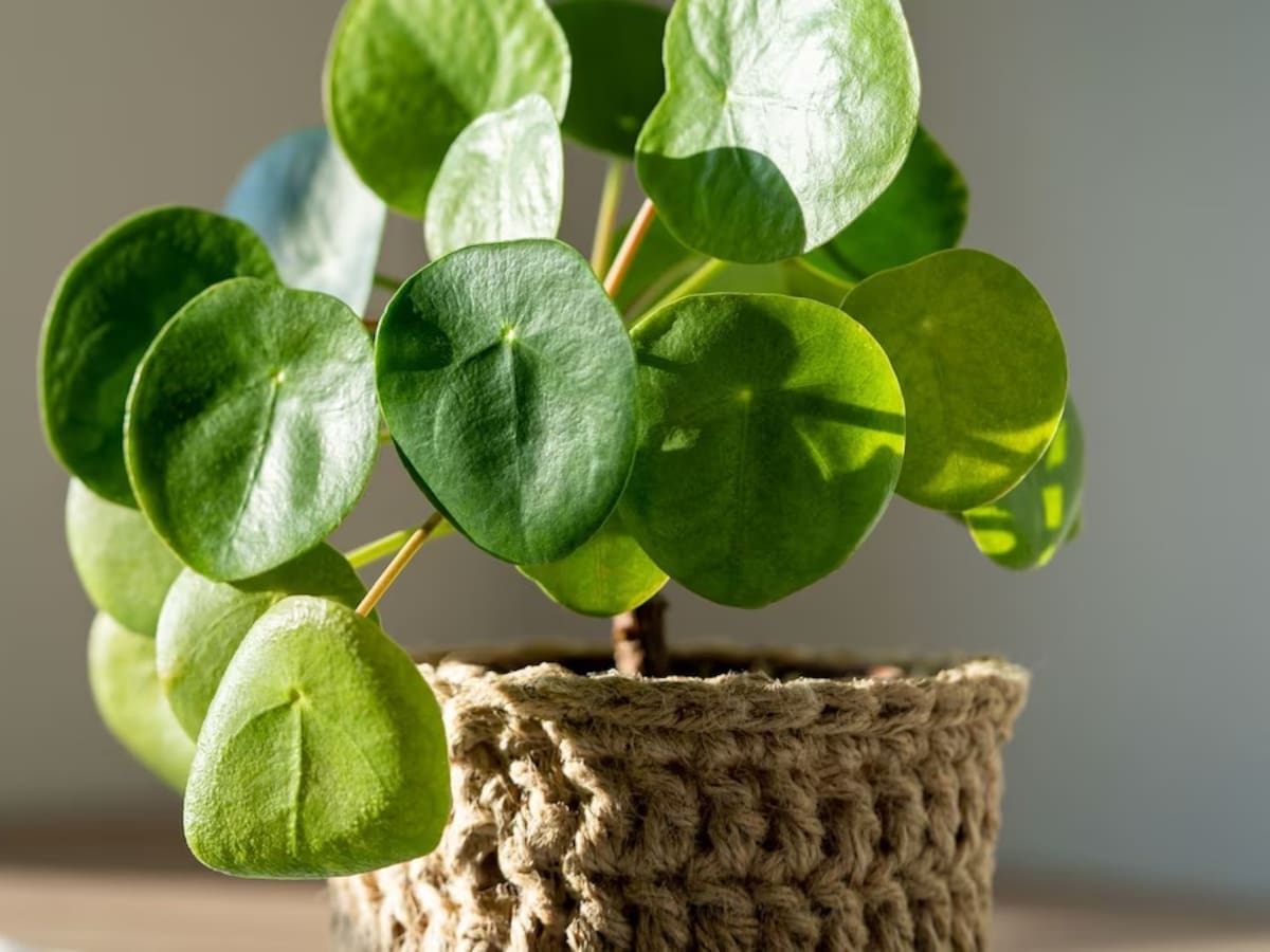 3 lugares recomendados para poner la planta billete en casa y atraer abundancia, según el Feng Shui