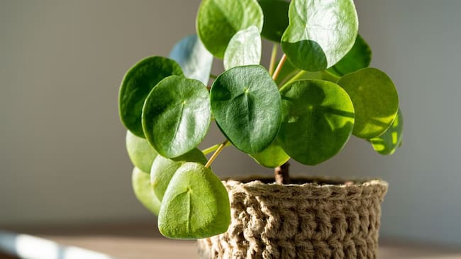 3 lugares recomendados para poner planta billete en la casa y atraer abundancia, según el Feng Shui
