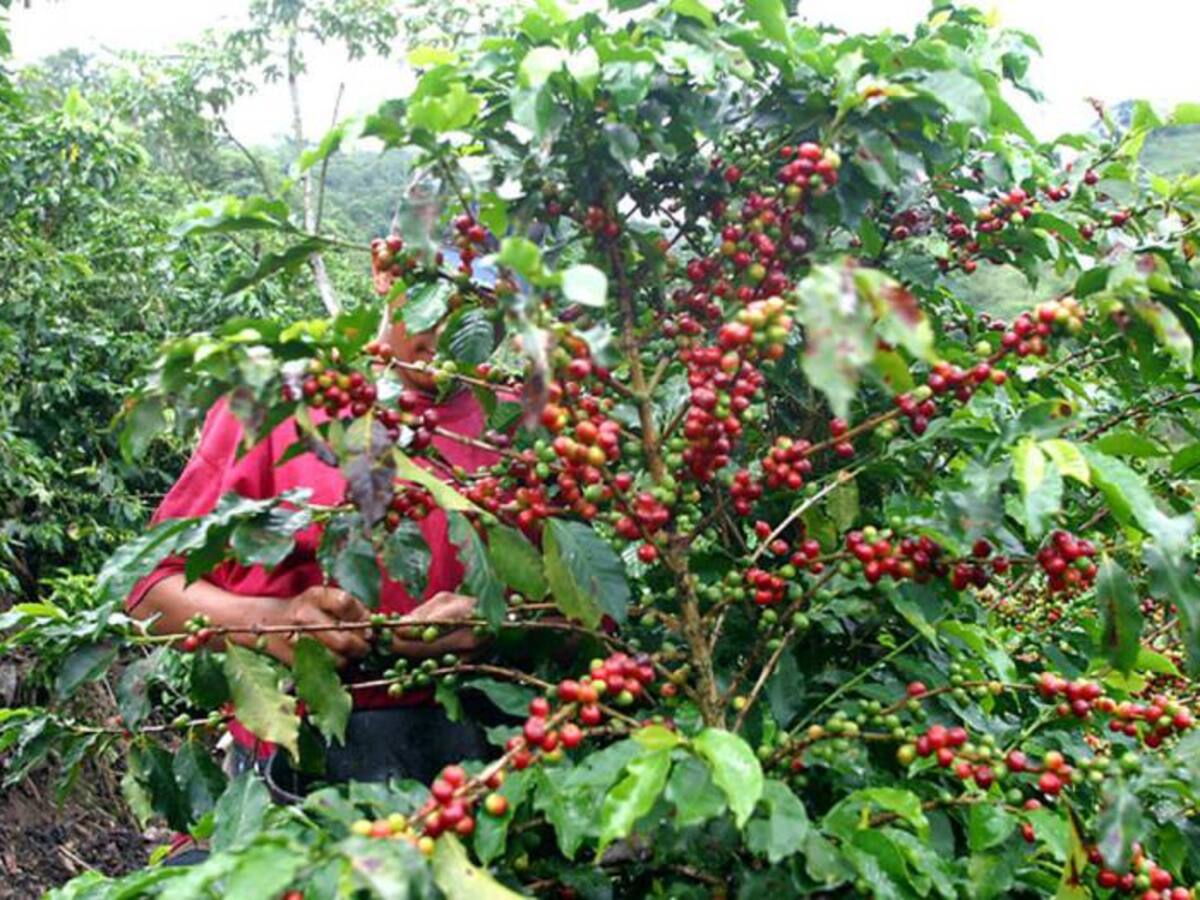Caficultores de Antioquia dicen que no han recibido ayudas tras daños por El Niño