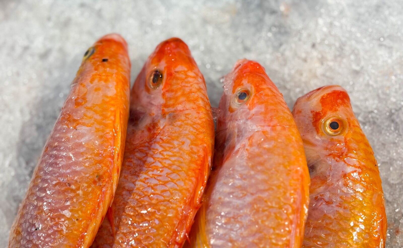 Consumo de pescado. Cortesía