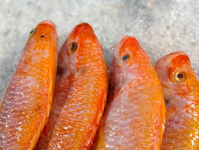 Consumo de pescado. Cortesía