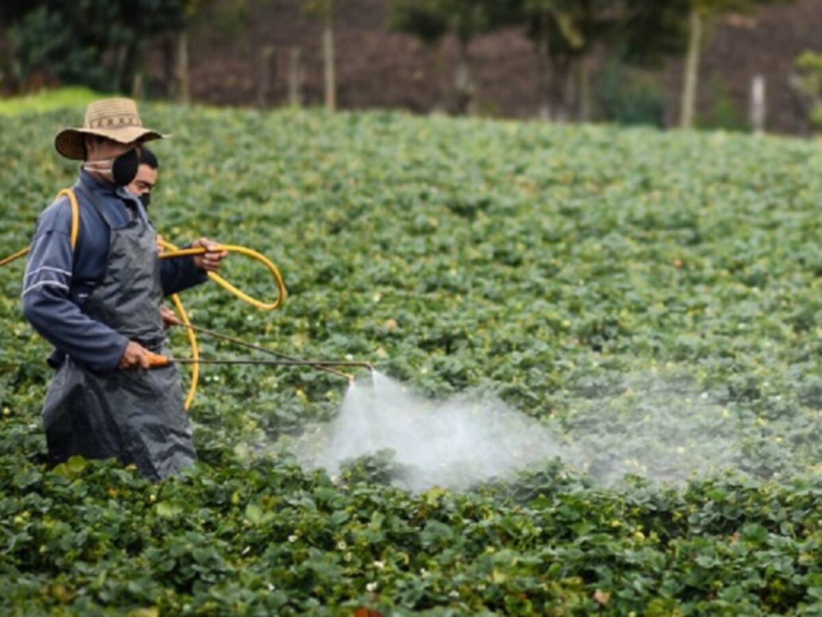 Gobierno pide a comunidades del Cauca reflexionar sobre la producción de cultivos ilícitos