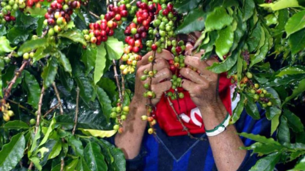 El 40 % del café recolectado en Risaralda ha sido de baja calidad