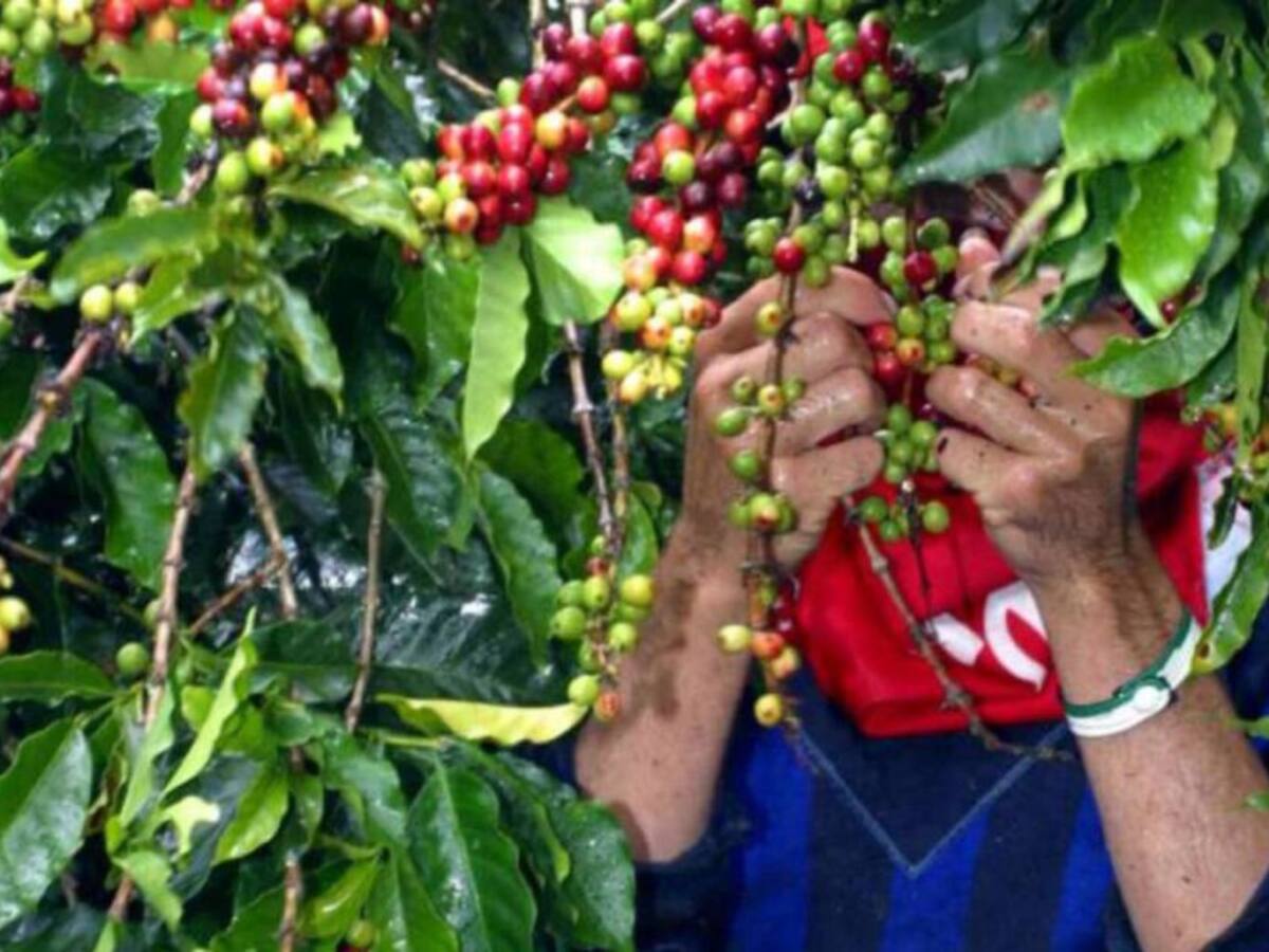 El 40 % del café recolectado en Risaralda ha sido de baja calidad