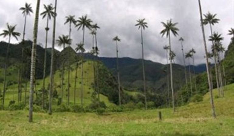 La meta inicialmente es sembrar las especies en Filandia y Salento.